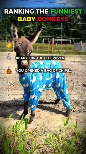 Ranking the funniest baby donkeys