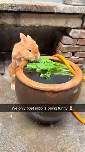 Rabbits Being Funny | "These bunnies are taking funny to a whole new level! 🐰🤣 From zoomies to unexpected antics, they’re guaranteed to make you smile. Tag a... | Instagram