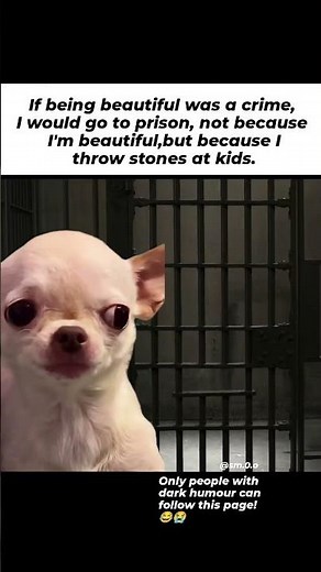 Evil Chihuahua Goes Diabolical—You Won't Stop Laughing!