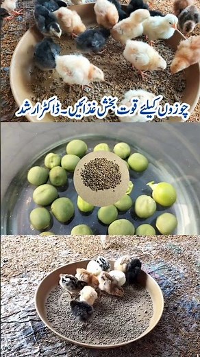 Baby Chick Food | Starter Feed for Chicks | Small Poultry Birds Feeding | Dr. ARSHAD