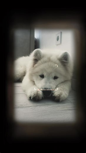 Big guy 🐾 #samoyed #fyp #bigguy #dance #foryou