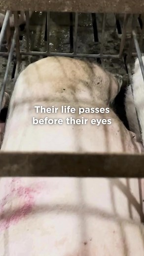All they can do is watch as life passes them by... 💔 Pregnant pigs on factory farms are forced to live in filthy cages so small that they can't even turn around. Many of these mother pigs become so weak that they cannot even stand or walk. | Mercy For Animals