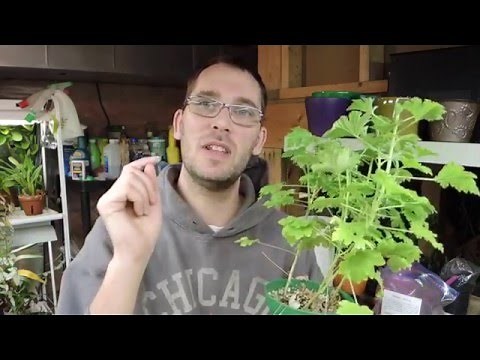 Taking Stem Cuttings of Pelargoniums (Geranium)