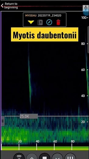Daubenton's bat calls