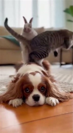 Fun Stacking Game with Cats, Dogs, and Rabbits
