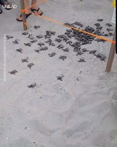 The incredible moment these sea turtle hatchlings begin their adventure into the ocean 😍🐢 | UNILAD