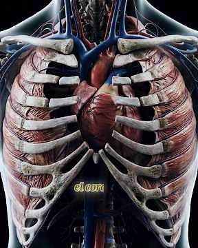 The heart pumps 7,000 liters of blood daily, here's how #anatomy #medicine