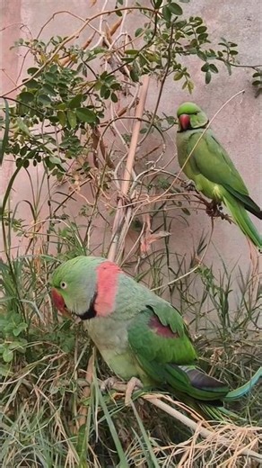 Parrot Talking Videos Compilation#Parrot #ParrotTalking #parrotcompilation #ParrotSpeaking