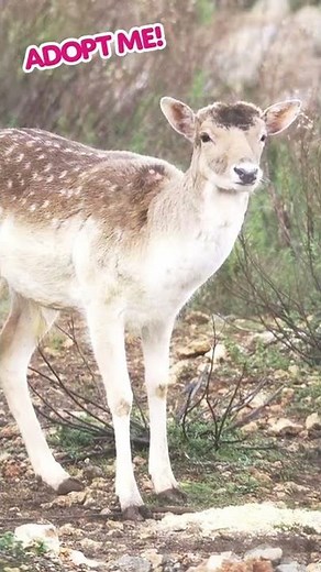 The Adopt Me! 🦌 FALLOW DEER 🦌 In Real Life! #Shorts