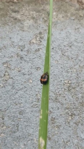 Ladybug pupa #insect
