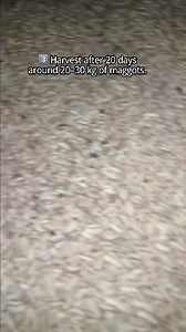 Do you think it’s difficult? Maggot farming is a simple and efficient way to turn organic waste into high-protein feed and extra income. With the right process, BSF larvae can grow fast, reduce waste, and support sustainable agriculture. #MaggotFarming #BSFLarvae #WasteToProtein #SustainableFarming | Risqi Rahman Dhanu