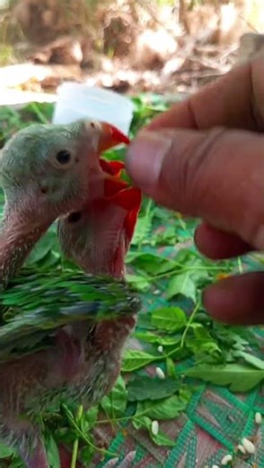 How to hand feeding baby parrot | parrot healthy food | parrot food #greenparrot #shorts