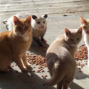 shrek2isgreat - Twitch