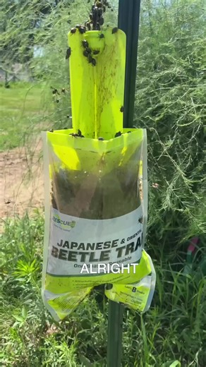 Feeding Japanese Beetles to our Chickens #chickens #beetles #japanese #feedingprocess | White House on the Hill