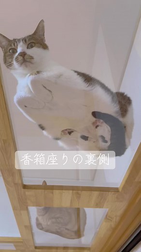 透明キャットウォークで猫を楽しもう！