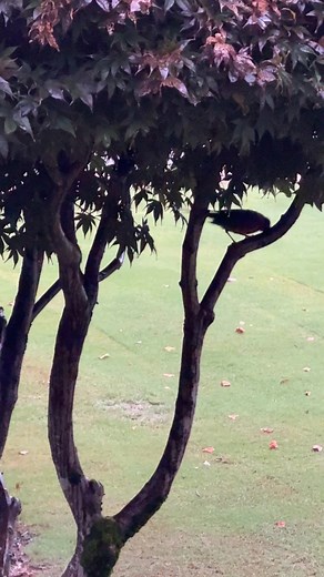 This bird does this all day long! | Barbara Lewis