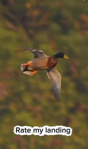 Rate my landing 🫡 duck airways