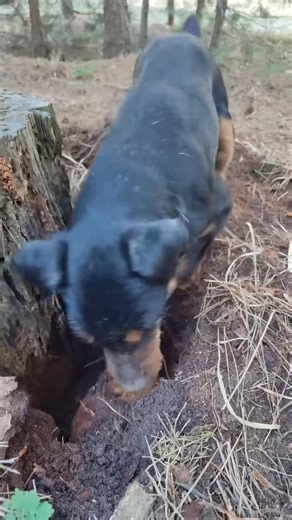 Jagd Terrier Puppies on Instagram: "German Jagd Terrier puppies avallable for adoption! *: Some of these little hunters are not tully vaccinated yet, but we also have German Jagd Terriers updated with shots and ready for loving homes immediately. We have several litters - some from the best working and family lines - so you’re welcome to take part in the selection process and arrange a meeting or delivery if you’re within driving distance. They have excellent temperaments, high intelligence, and