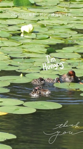 「まだ食べたい！」必死におねだりするカイツブリの雛 6/1撮影 #カイツブリ #野鳥観察 #三ツ池公園 #横浜 #水鳥 #癒し動画 #shorts #ピアノ #piano