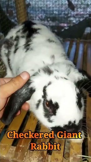Checkered Giant Rabbit Characteristics And Facts #shorts #rabbit #rabbits #rabbitshorts