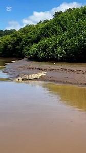 “¿Sabías que los cocodrilos del Río Tárcoles pueden medir más de 5 metros? Ven a conocerlos de cerca (pero seguro 😉).” • Hora recomendada: 8–10 am. Teléfono(506)26370771 WhatsApp 88595367 www.crocodilemantour.com #crocodilemantour#Crocodiletour#tarcolesriver#JacoTours #tourcostarica #puravida #Birdscostarica | Crocodile Man Tour The Original