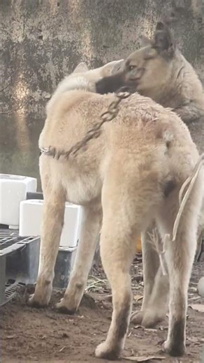 đực kem lưỡi thép cộc tịt trạng 22kg có đủ yếu tố bảo tồn giống không mọi người