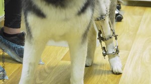 Dog with a broken paw with External ring fixation technique in orthopedic medicine in veterinary clinic. Dog and Broken leg with metal fixator, External Fixation Ilizarov Apparatus.