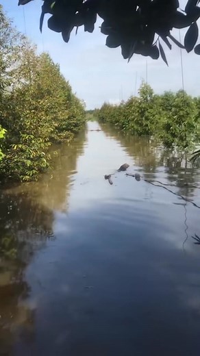 Có thể vụ thu sầu riêng sớm (sầu kem) này là lần cuối cùng trước khi nhìn những hàng cây ngập mênh mông nước xuống lá và trụi đi. Công sức bao nhiêu năm của bà con, có những vườn ở An Giang, Đồng Tháp chuẩn bị thu bói năm đầu, và rồi lũ về cuốn đi tất cả. Những vùng thuần sầu riêng mấy chục năm như Cái Bè TG và Phong Điền CT cũng đang phải vật lộn với từng đợt nước dâng, chiến đấu ngày đêm bằng những bờ đê ngăn nước để giữ lấy cây của mình. Thương bà con lắm, thương lắm Miền Tây ơi. | Trương Ân