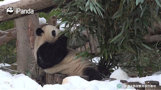 The snow buffet is ready, with plenty of bamboo available. This winter couldn't be more perfect. #panda #snow #HiPanda #ChengduPandaBase #PandaFun For more panda information, please check out: https://en.ipanda.com | iPanda