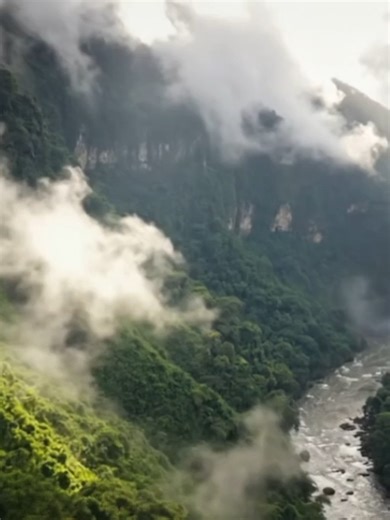 ‏Amazon Rainforest