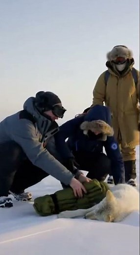 Last Stand of the Arctic Wolf — Rescue Against the Ice