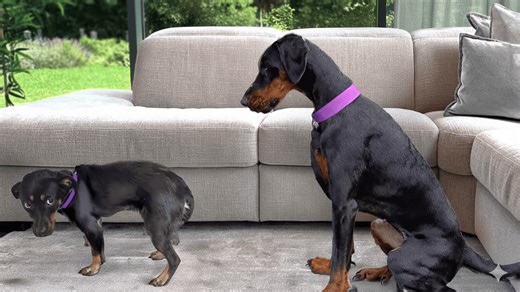 Doberman meets a terrified rescue puppy for the first time