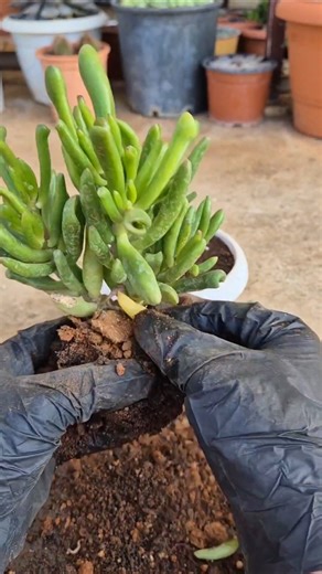 repotting gollum jade plant.