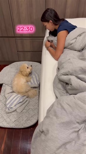 Good Night from the Real Bed Owner: A Dog’s Tale