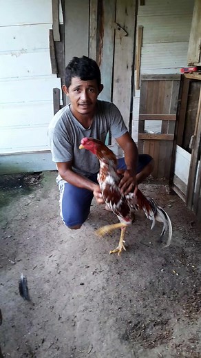 117K views · 1.4K reactions | #BBBNoGloboplay #galinhaspoedeiras #mãe #ovostradicionais #bbb24hrs #barbudos #MATRIZ #galos #ovos #frangos | cocheira galos Moura | Facebook