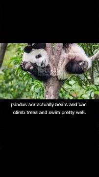 random facts about panda🐼 #wildlife #panda #fyp