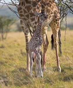 1.3M views · 10K reactions | Intense Battle Between Lioness & Giraffe Over Her Newborn Baby 漣 #wildlife #nature #animals | Ruby Life | Facebook