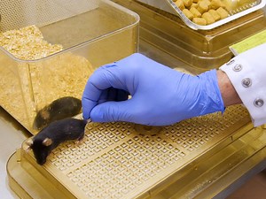 Frequent Tail-tip Blood Sampling in Mice for the Assessment of Pulsatile Luteinizing Hormone Secretion