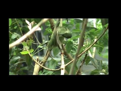 Tropical Birds of the Rain Forest
