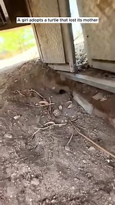 1.5K views · 35 reactions | The girl adopted a baby turtle that lost its mother #animalrescue | LIFE+ | Facebook