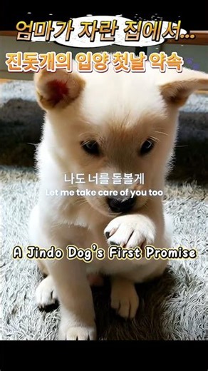 엄마가 자란 집에서 입양 첫날 진돗개의 약속🐾Adoption day at the home where mom grew up #진돗개 #강아지 #Jindo #Puppy #Jinny