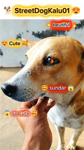 cute street 🐕 dog videos #cute #streetdog