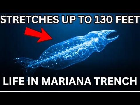 Bizarre Creatures of the Mariana Trench: Life 7 Miles Deep | UNSOLVED MYSTERIES