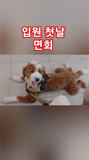 두들 초가을 입원 면회■기다렸던 만남 #골든두들 #반가운만남#기다림#동물병원 #강아지