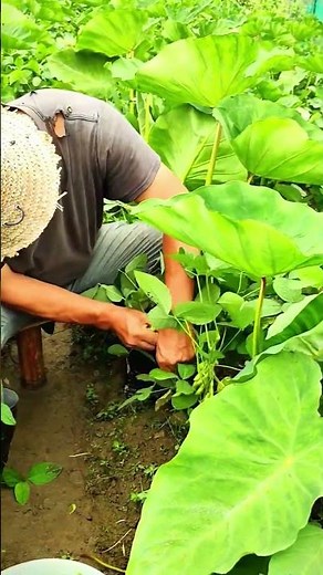🌱🫛 How to Harvest Fresh Edamame Straight from the Garden!