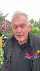 Check out these gorgeous Tractor Seat plants! Can be grown in full sun to part shade. | Hello Hello Plants & Garden Supplies | Facebook