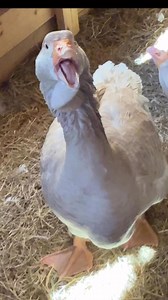 650K views · 20K reactions | The “proper” method for handling a hissy or aggressive #goose | MrGeese | Facebook