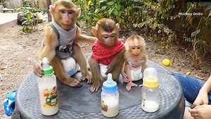 Dodo And Donal, Newborn Baby Monkey Moly Sitting In Orderly Waiting Milk, Cute Animals | Monkey Dodo