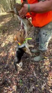 The jump. The run. The shot. The retrieve. #hunting #fypシ #rabbithuntingwithbeagles #huntingseason