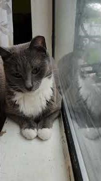 My two outside cat, looking from the window.